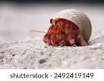 hermit crab wallking on sea sand, Coenobita clypeatus, animal closeup