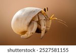 hermit crab wallking on sea sand, Coenobita clypeatus, animal closeup