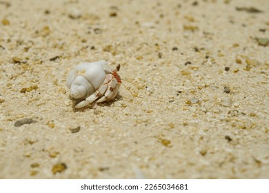 Hermit crab with white shell carrying it's home across the salty beach. - Shutterstock ID 2265034681