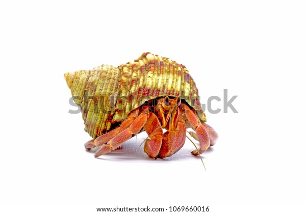 really cute hermit crabs