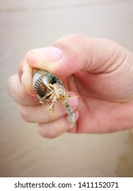 Hermit Crabs Are More Closely Related To Squat Lobsters And Porcelain Crabs Than They Are To True Crabs