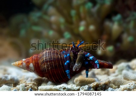 Hermit crabs out of their shells, Hermit crabs closeup