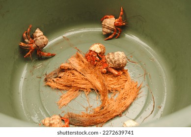 hermit crabs  pets that are much loved by children are placed in large buckets    eat coconut fiber 