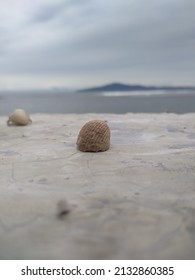 Hermit Crabs Who Are On The Beach, Who Are Ashamed To Reveal Their True Identity