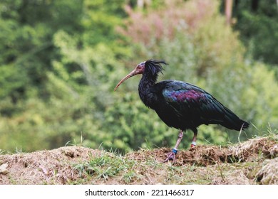 Hermit Ibis, Are An Endangered Bird Species In North Africa And The Middle East