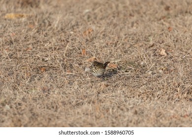 Hermit Thrush At Jones Beach State Park