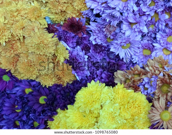 Hermosas Flores Naturales De Verano Y Stock Photo Edit Now