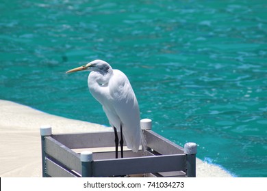 Heron