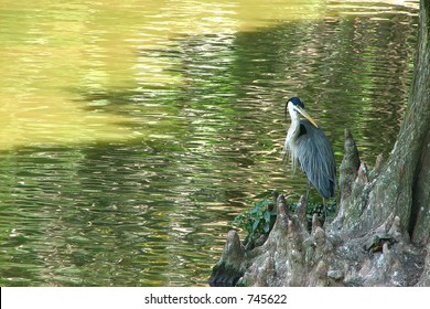 Heron