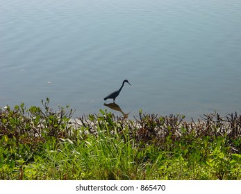 Heron