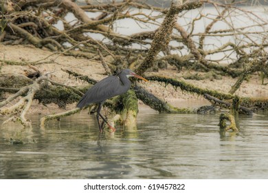 Heron In Abu Dhabi Mangroves