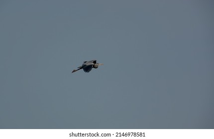 A Heron (ardeidae) In Flight