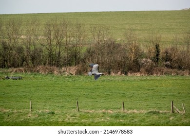 A Heron (ardeidae) In Flight