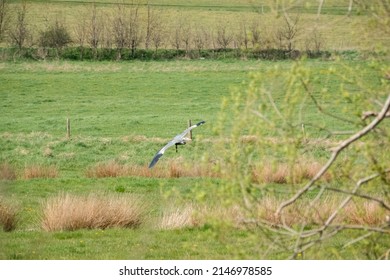 A Heron (ardeidae) In Flight