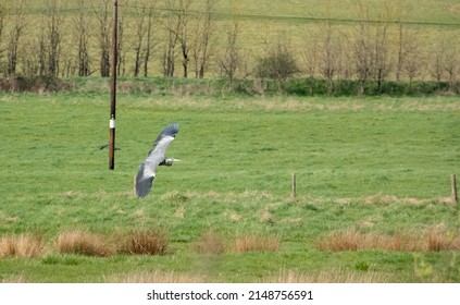 A Heron (ardeidae) In Flight Over Green Meadows