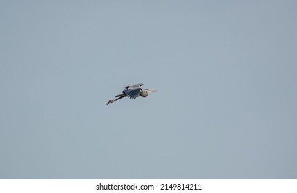 A Heron (ardeidae) In Flight Over Green Meadows