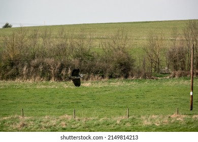 A Heron (ardeidae) In Flight Over Green Meadows