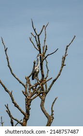 A Heron (ardeidae) Perched High In Bare Tree Branches