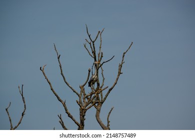 A Heron (ardeidae) Perched High In Bare Tree Branches