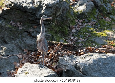 A heron bird standing on rocks covered in leaves. - Powered by Shutterstock