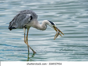 heron with fish