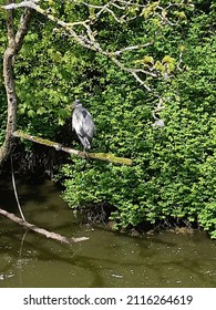 Heron Fishing On River Lagan