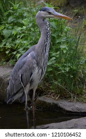 Heron Fishing In Pond In Park