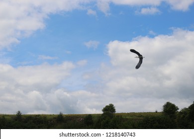 Heron flies in the sky over the river - Shutterstock ID 1218140743