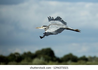 Heron Flying Over The Huddersfield Canal