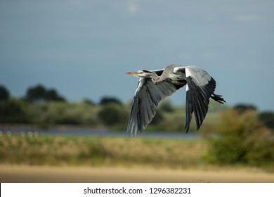 Heron Flying Over The Huddersfield Canal