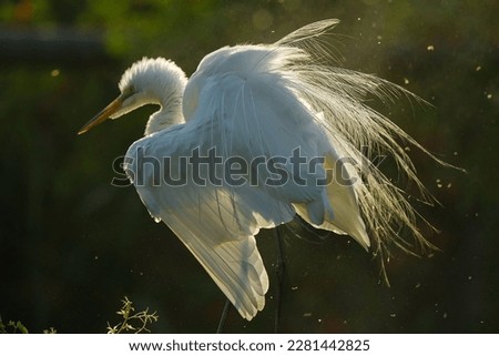 Heron Great White Egret Wet Feathers In Sunlight
