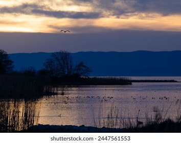 Heron, Grebe, Ducks, Seagull at nightfall on the lake - Powered by Shutterstock