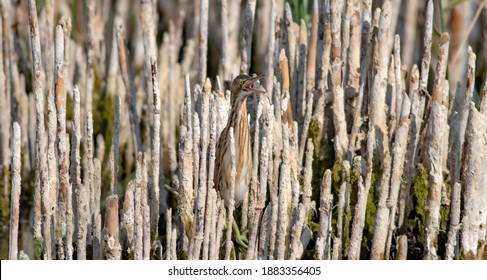 Heron And Habitat. Lake Reeds Background. Camouflage Animal. Bird: Common Squacco Heron. .