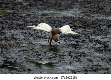 A Heron Hunting Fish In Lake.their Wings Are Using For Stabilization .Scientific Name Is Botaurinae