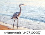 A heron hunting in the sea. Grey heron on the hunt. Grey heron, Ardea cinerea