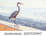 A heron hunting in the sea. Grey heron on the hunt. Grey heron, Ardea cinerea