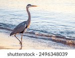 A heron hunting in the sea. Grey heron on the hunt. Grey heron, Ardea cinerea