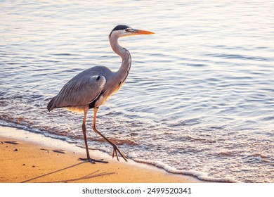 A heron hunting in the sea. Grey heron on the hunt. Grey heron, Ardea cinerea