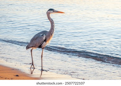 A heron hunting in the sea. Grey heron on the hunt. Grey heron, Ardea cinerea