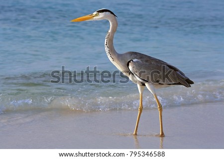 A heron hunting in the sea. Grey heron on the hunt
