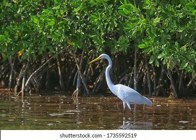 Heron Mangrove, Wildlife, White Heron In The Jungle