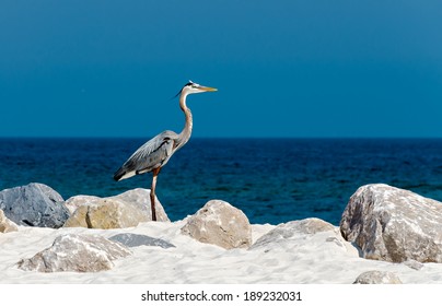 A Heron On The Alabama Gulf Coast.