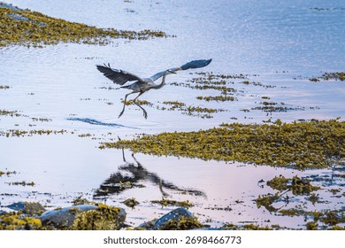 A heron performs its splashdown in the St. Lawrence River, Canada, skimming the water near the shore. 