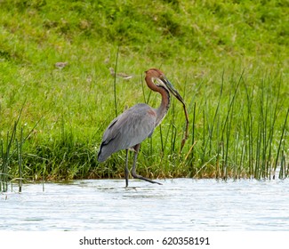 Heron Queen Elizabeth National Park Uganda