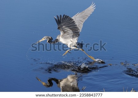 Heron running across the water catching fish