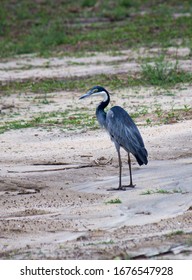 Heron At Selous Game Reserve, Tanzania Africa