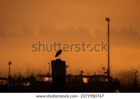 Heron in Sihouette on a foggy summer morning on the Snohomish River Delta in Everett Washington