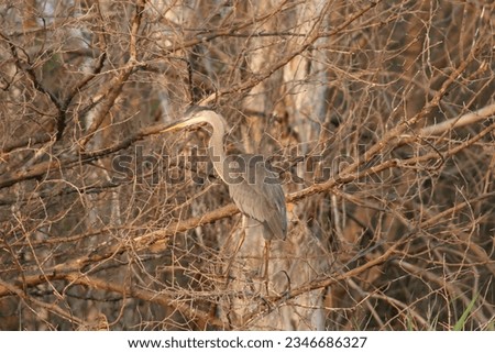 A heron siting in the branches of a tree