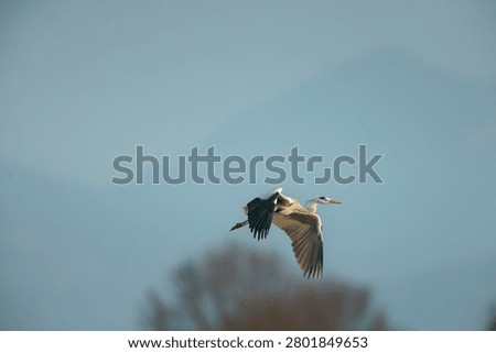 A heron soars effortlessly across a tranquil sky, wings fully extended against a backdrop of soft, blurred mountains. The scene captures the essence of freedom and the beauty of unspoiled nature.