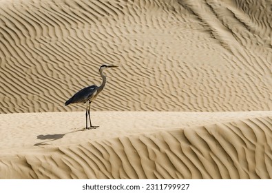 A heron standing in the desert - Shutterstock ID 2311799927